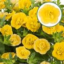 Bild von Calibrachoa double P12 Yellow